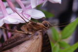 Moth at Rest