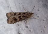 Nomophila noctuella