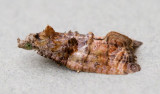Polylopha cassiicola