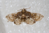 Omphisa anastomosalis