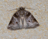 Garella ruficirra