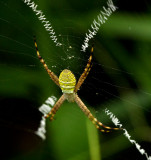 The Spider - Argiope aemula