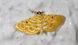 Lygropia quaternalis