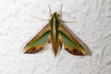 Pergesa acteus