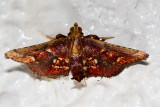 Tamraca torridalis