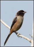 Dusky shrike