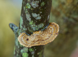 Fungus - topside