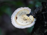 A white bracket fungus