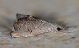 Glaucocharis sp.