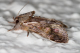Triorbis annulata