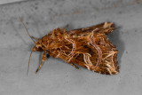 Callopistria exotica