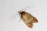 Sterodytis acutidens