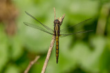 Trithemis sp.