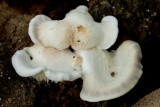 Possibly Pleurotus ostreatus