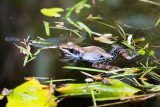 Gunthers frog showing red knees