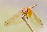 Trithemis aurora frontal view