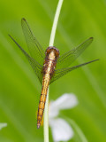 Trithemis aurora