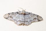 Biston suppressaria