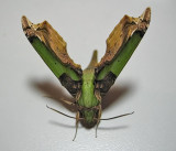 Eupanacra busiris