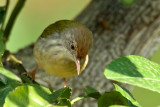 Tailorbird