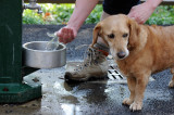 Watering Hole