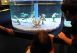 Disney Aquarium
