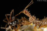 Spined Assassin Bug (Sinea diadema) with prey closeup