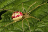 Candy Stripe Spider (Enoplognatha ovata)