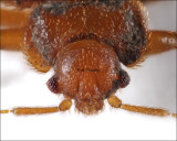 Bed Bug Portrait (Cimex lectularius)