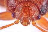 Bedbug Portrait
