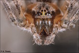 Barn Spider (Araneus cavaticus)  closeup
