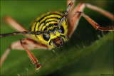 locust borer (megacyllene robiniae)