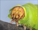 Polyphemus Moth (Antheraea polyphemus) Catapillar Portrait