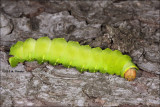 Polyphemus Moth (Antheraea polyphemus) Catapillar