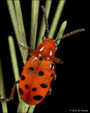 Spotted Asparagus Beetle