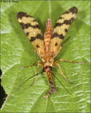 Scorpionfly (Panorpa communis)