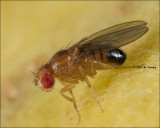 Fruit fly (Drosophila melanogaster)