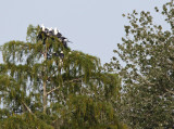 Swallow-tailed Kites