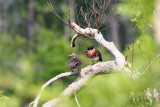 Wood Duck