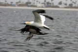 Northern Gannet