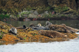 Seals in Cumshewa Inlet