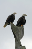 Two eagles on a pole in Skidegate