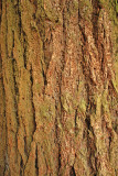Douglas Fir Tree Bark