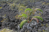 Aa lava and amau fern regeneration