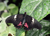 Papilio anchisiades