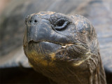 Galapagos Tortoise 5.jpg