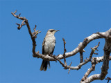 Galapagosmockingbird 6.jpg