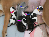 6 pups