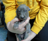 Blue Brindle Girl 3 weeks old