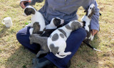 Lapful of Puppies
